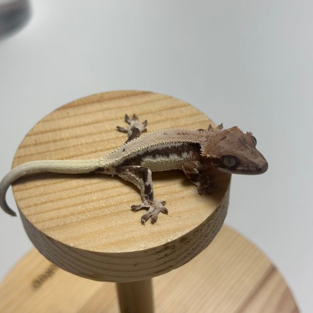 세이블 릴리100%헷아잔틱 100%헷아잔틱