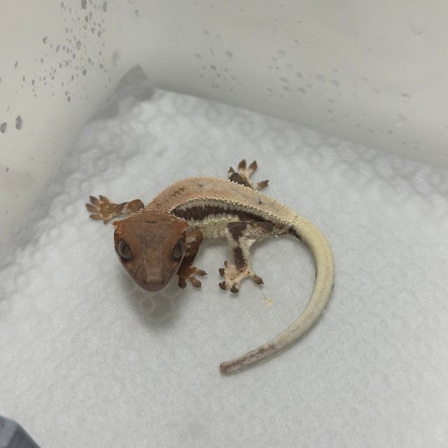 세이블 릴리100%헷아잔틱 100%헷아잔틱