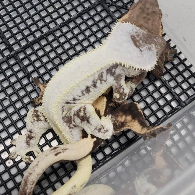 세이블 릴리100%헷아잔틱 100%헷아잔틱