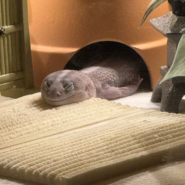 고스트 오레오 패턴리스