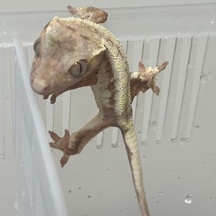 하이포 프라푸치노