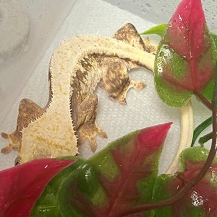 하이포 릴리화이트