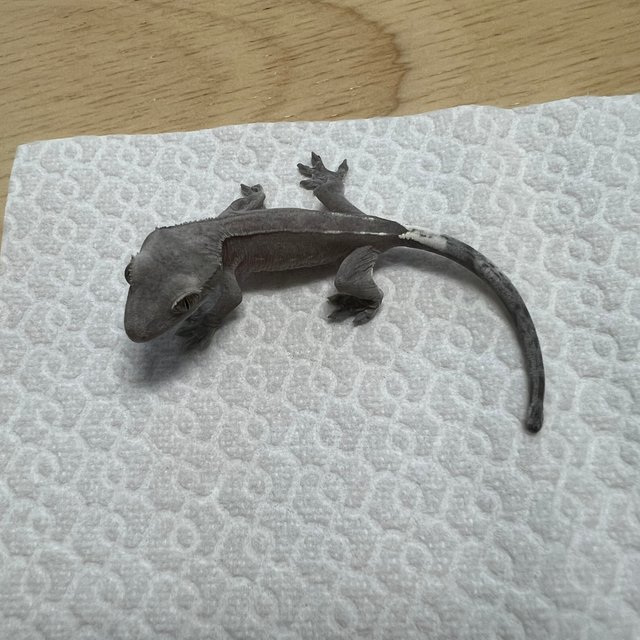 아잔틱 100%헷아잔틱