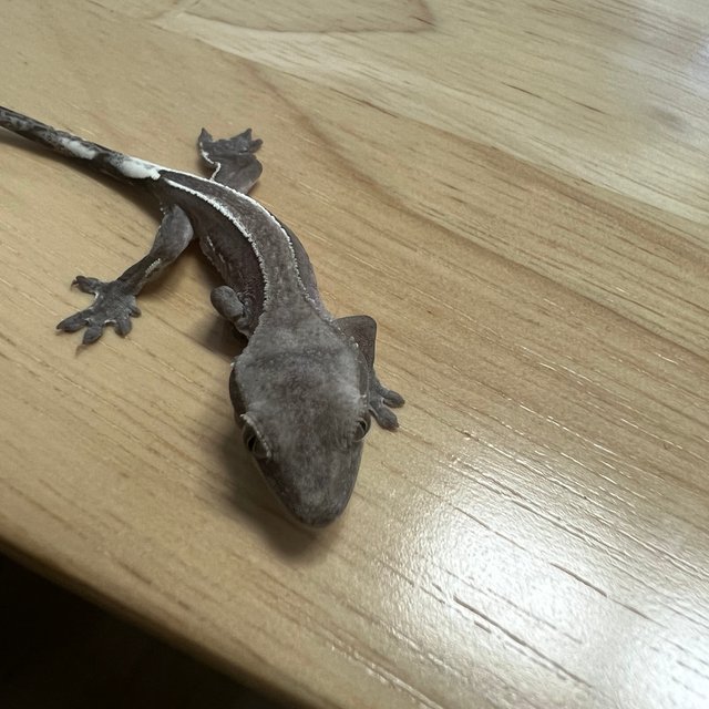 아잔틱 100%헷아잔틱