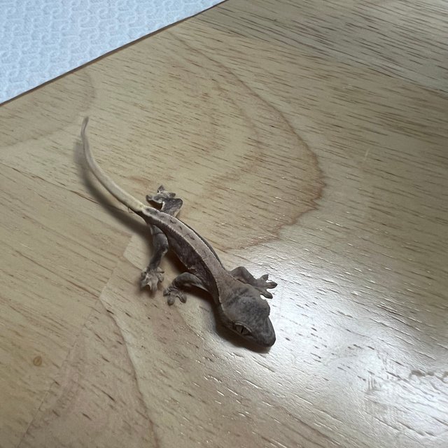 아잔틱 100%헷아잔틱