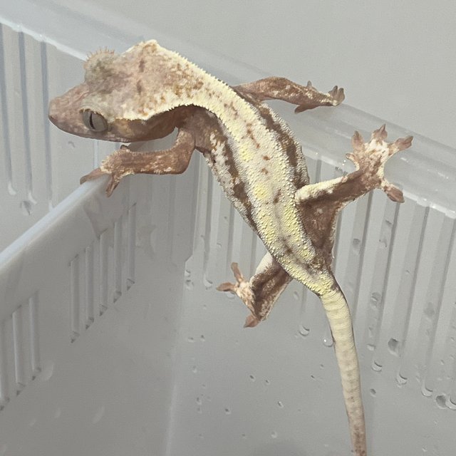 하이포 프라푸치노