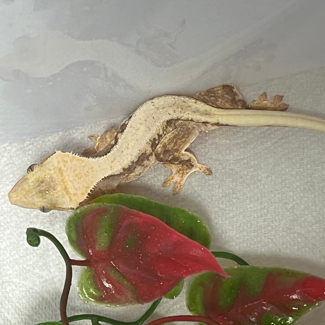 하이포 릴리화이트