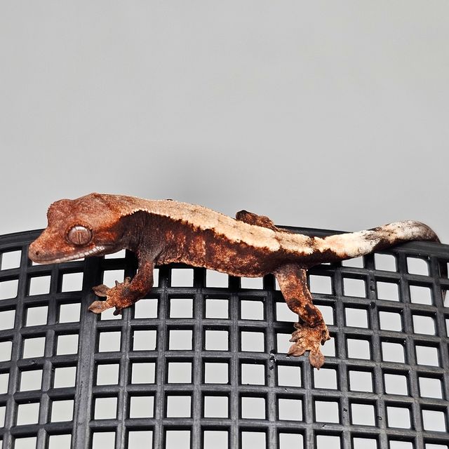 세이블
