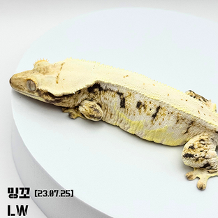밍꼬