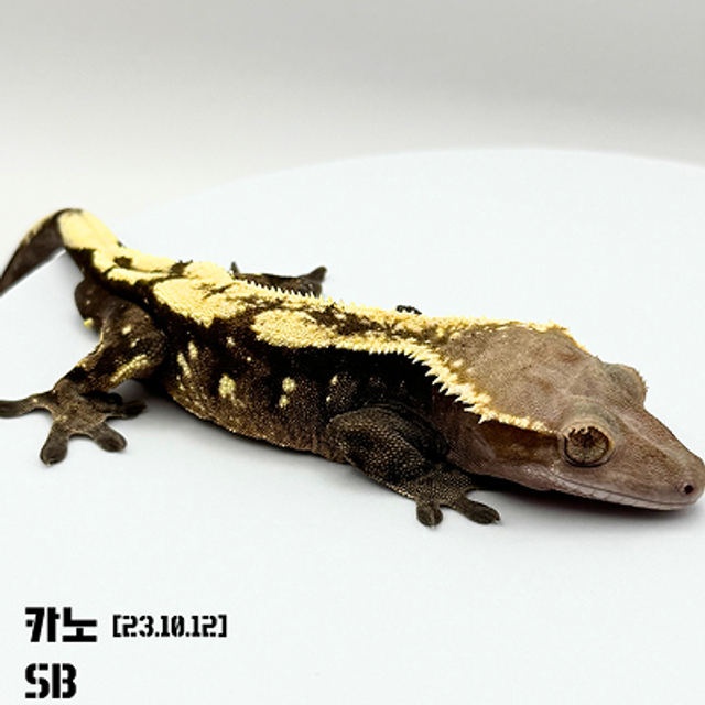 세이블
