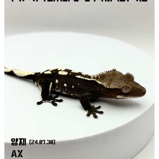 아잔틱