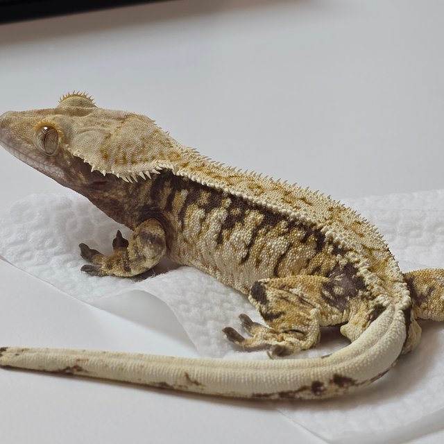 트라이 익스트림할리퀸 화이트스팟