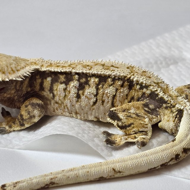 트라이 익스트림할리퀸 화이트스팟