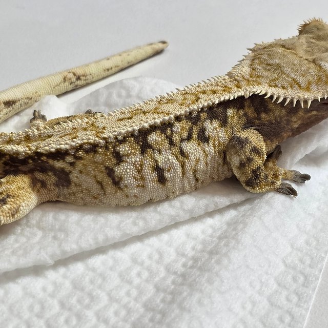 트라이 익스트림할리퀸 화이트스팟