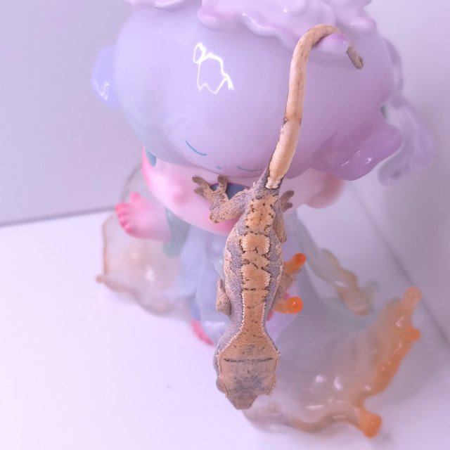 릴리화이트 노멀