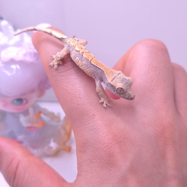 릴리화이트 노멀