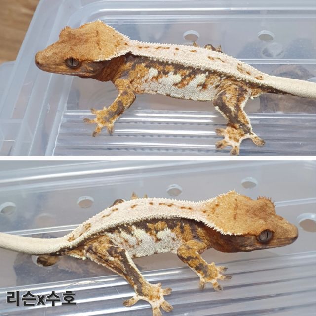 트라이 익스트림할리퀸 풀핀 핀스트라이프