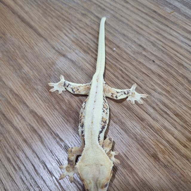 릴리화이트