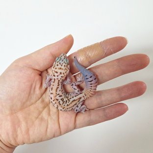 화이트아웃 패턴리스 헷 카라멜 헷 오레오