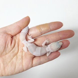 아멜라니스틱 오레오 헷 카라멜