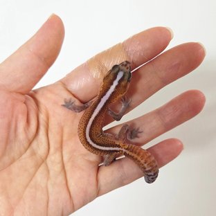 패턴리스 헷 오레오 헷 아멜라니스틱 헷 카라멜