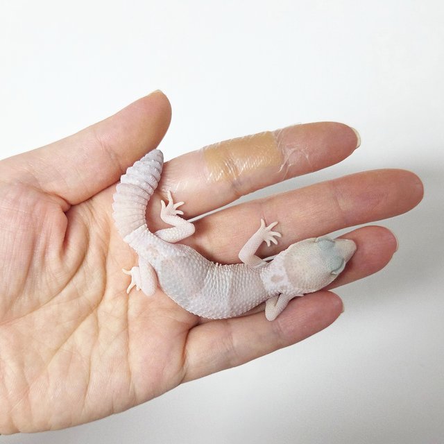 아멜라니스틱 오레오 헷 카라멜