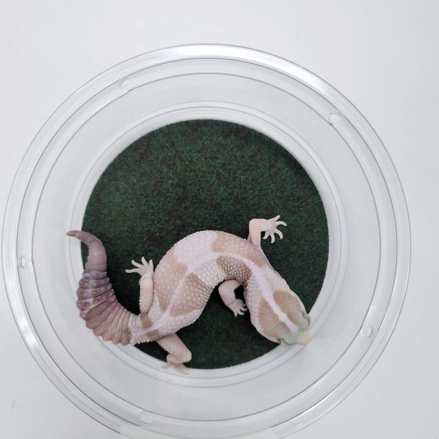 아멜라니스틱 오레오 헷 패턴리스