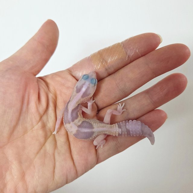 화이트아웃 고스트 줄루 헷 오레오 헷 카라멜