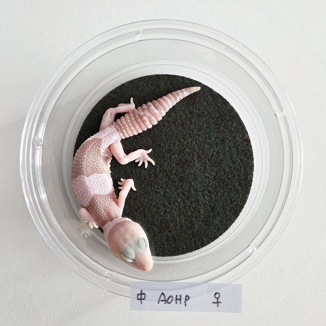 아멜라니스틱 오레오 헷 패턴리스