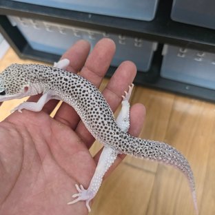 갤럭시