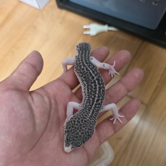 갤럭시 블랙나이트