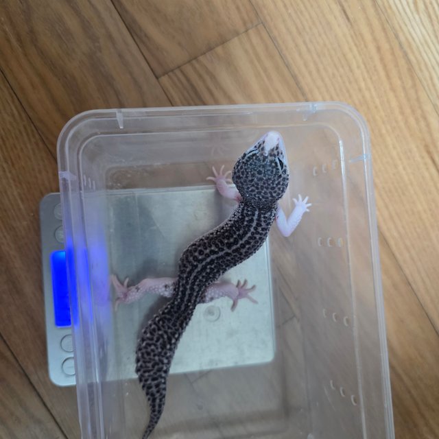 갤럭시 블랙나이트