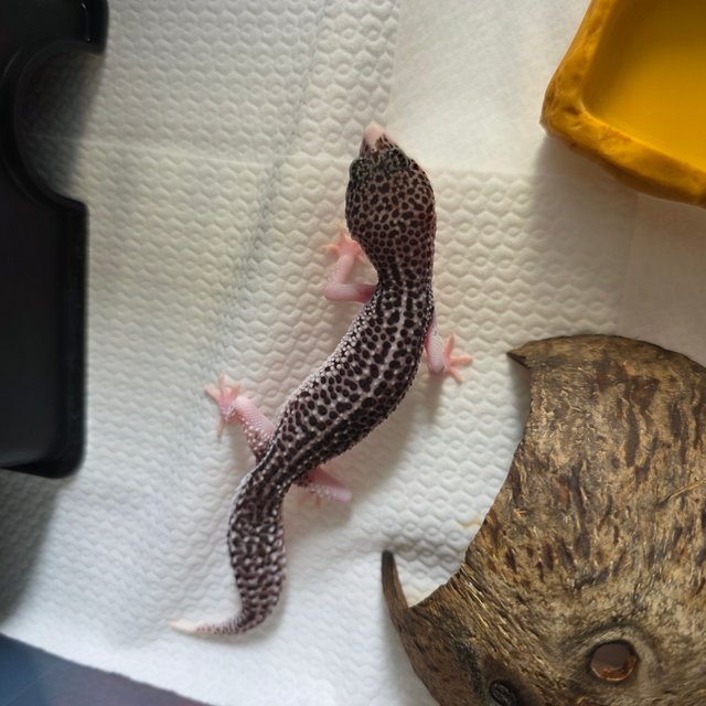 갤럭시 블랙나이트