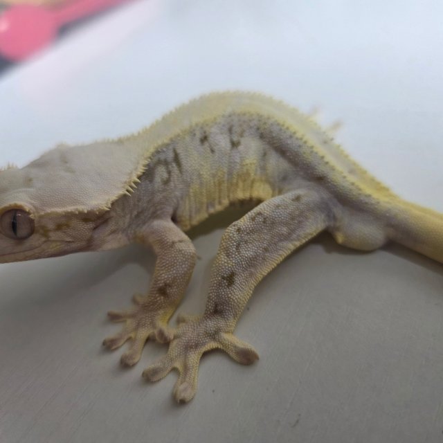 릴리100%헷아잔틱