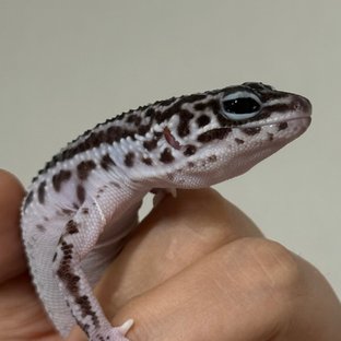 슈퍼스노우 블랙나이트