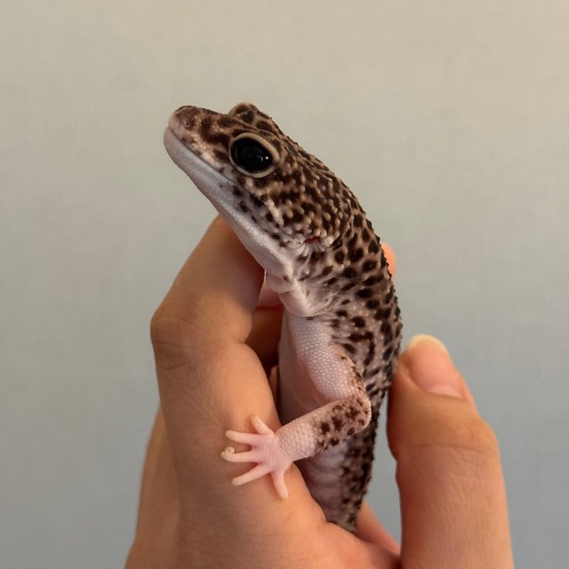 슈퍼스노우 블랙나이트