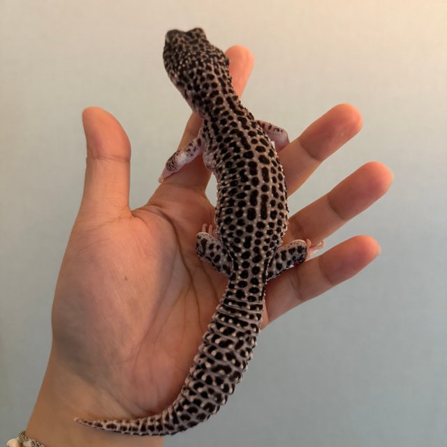 슈퍼스노우 블랙나이트