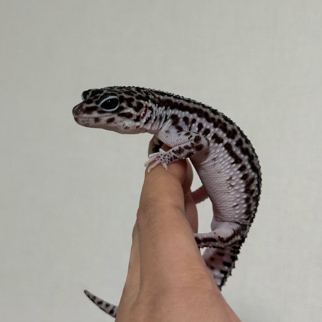 슈퍼스노우 블랙나이트