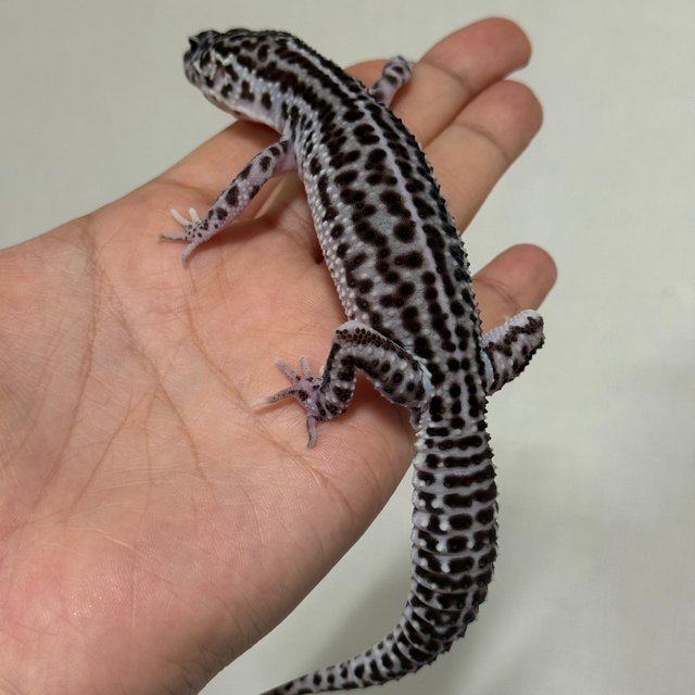 슈퍼스노우 블랙나이트