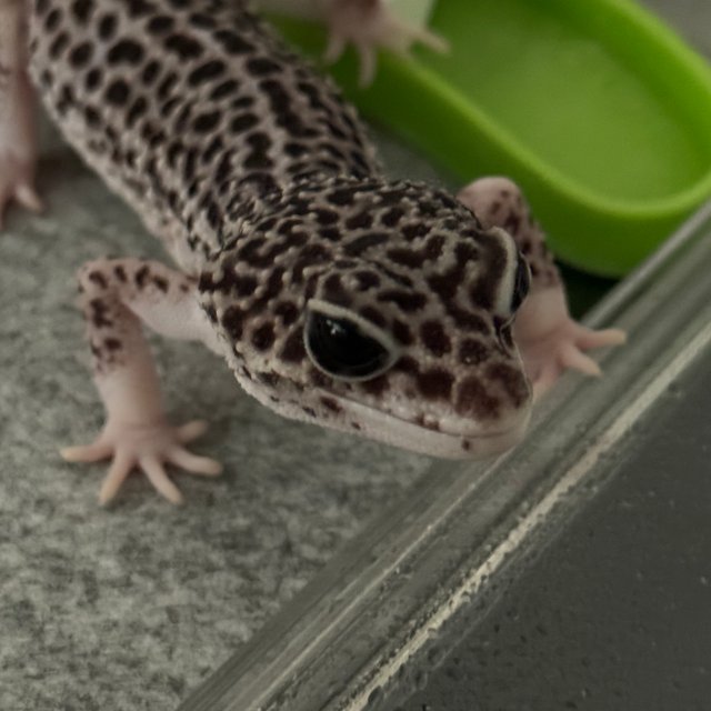 슈퍼스노우 블랙나이트