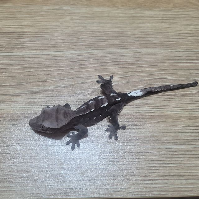 아잔틱