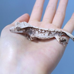 Normal Drippy White Spot