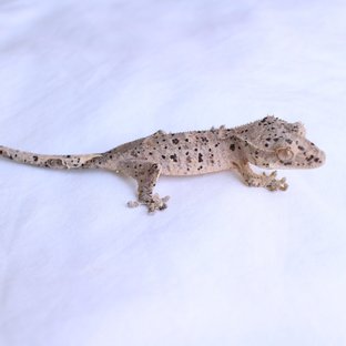 Normal Super Dalmatian