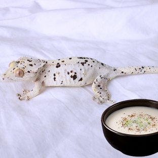 노멀 슈퍼달마시안