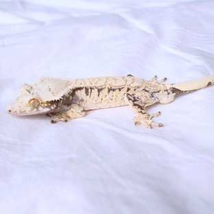 Normal Drippy White Spot