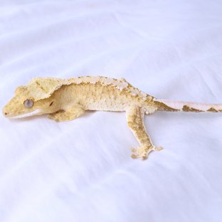 Normal White Spot Yellow Cream Creamsicle