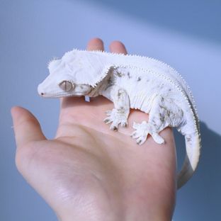 뽀삐