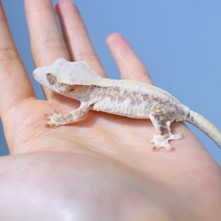 Lilly White Yellow Cream Creamsicle