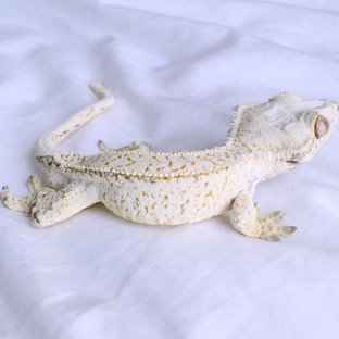 미스트