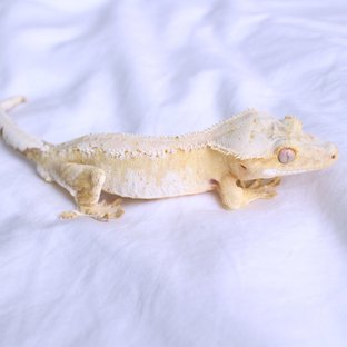 Normal Drippy White Spot Yellow Cream Creamsicle